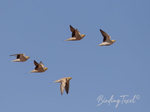 spottedsandgrouse