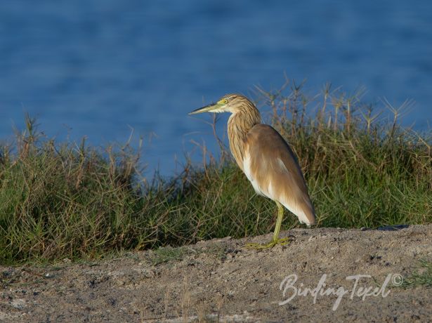 squaccoheron