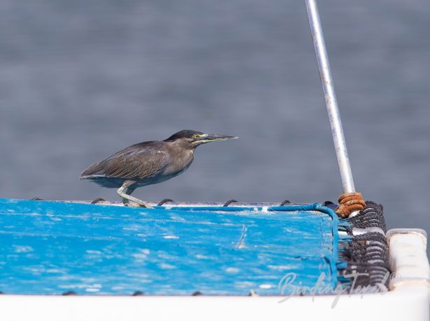 striatedheron