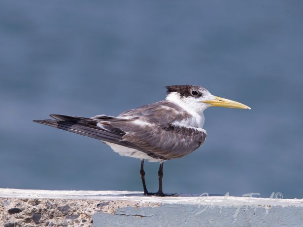 swifttern