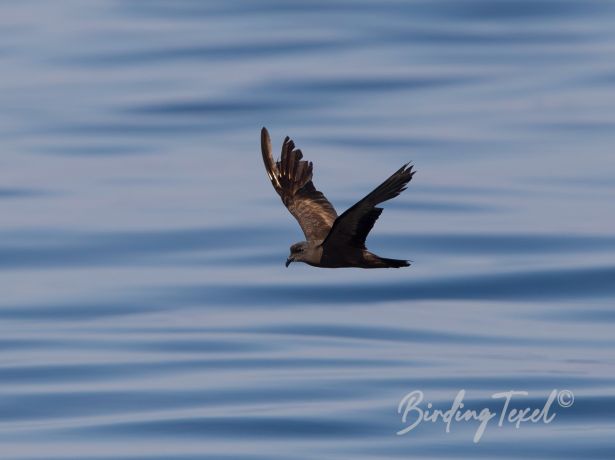 swinhoe sstormpetrel