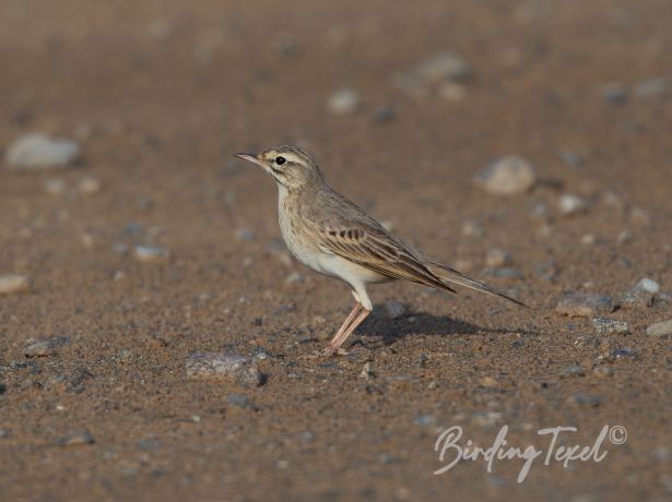 tawnypipit