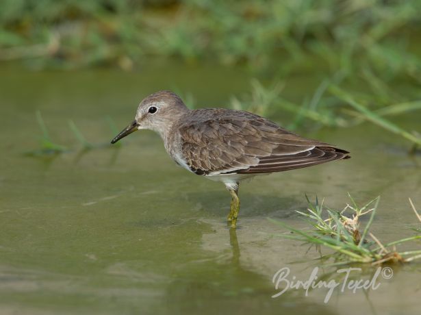 temminck sstint