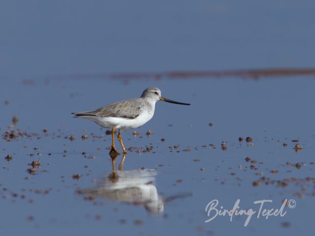 tereksandpiper