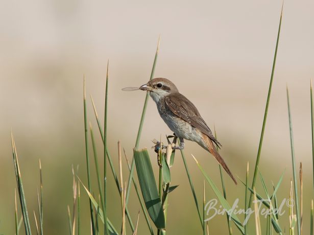 turkestanshrike