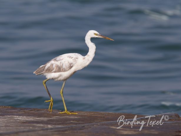 westernreefheron