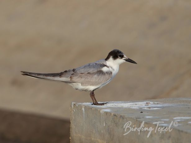 whiskeredtern