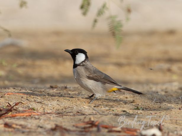 white earedbulbul