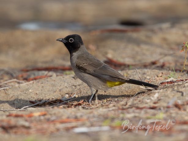 white spectacledbulbul