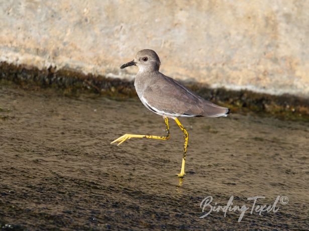 white tailedlapwing