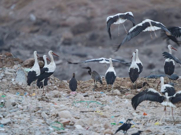 whitestork