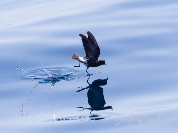 wilson sstormpetrel