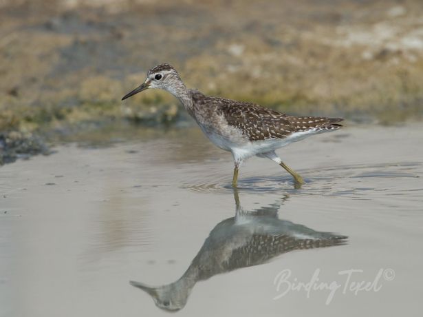 woodsandpiper