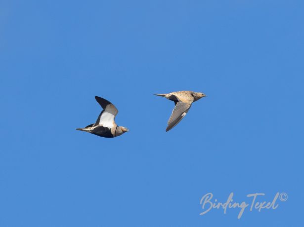 black belliedsandgrouse