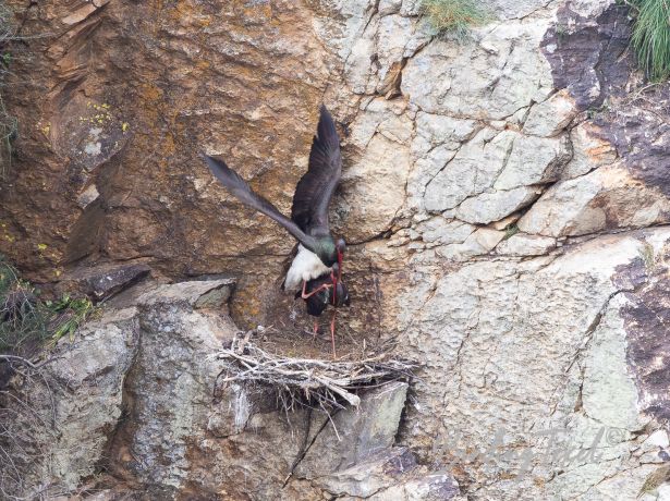 blackstork