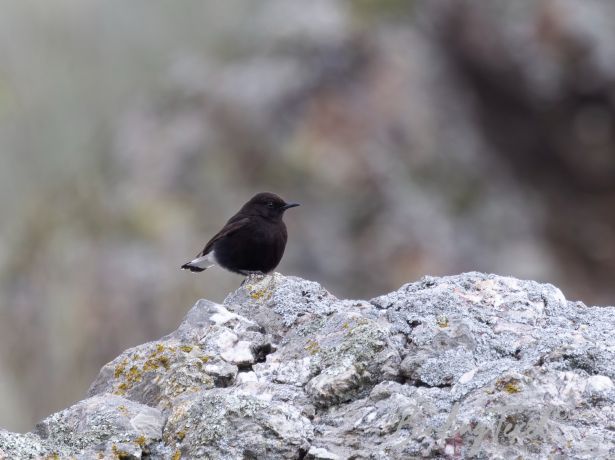 blackwheatear