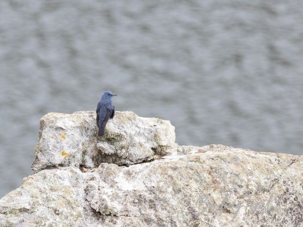 bluerockthrush