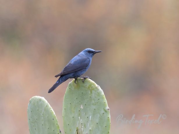 bluerockthrush