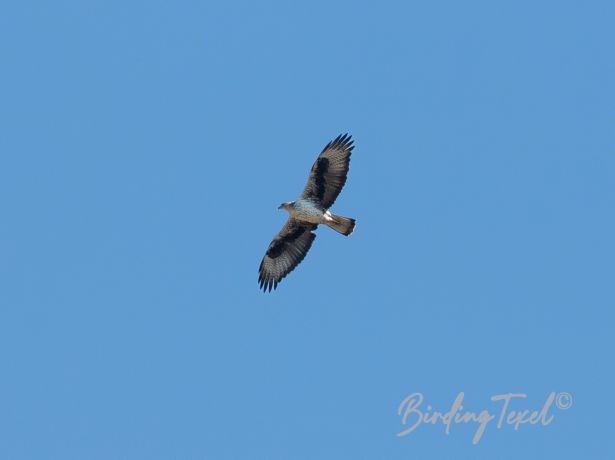 bonelli seagle