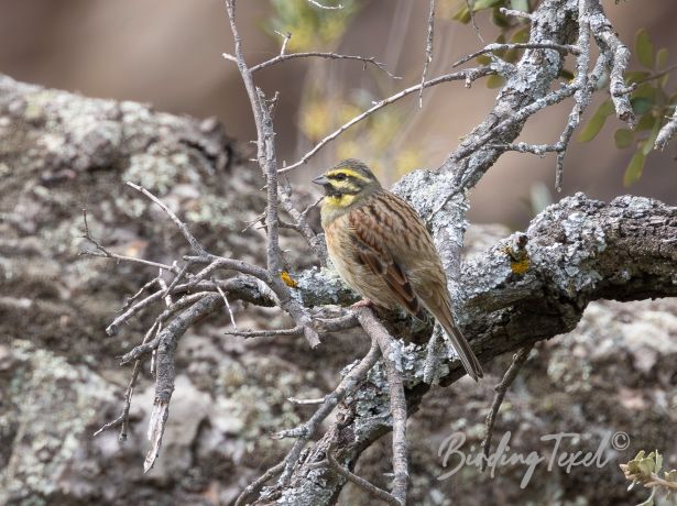 cirlbunting