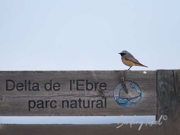 commonredstart