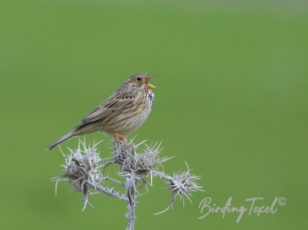 cornbunting