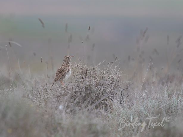 dupont slark