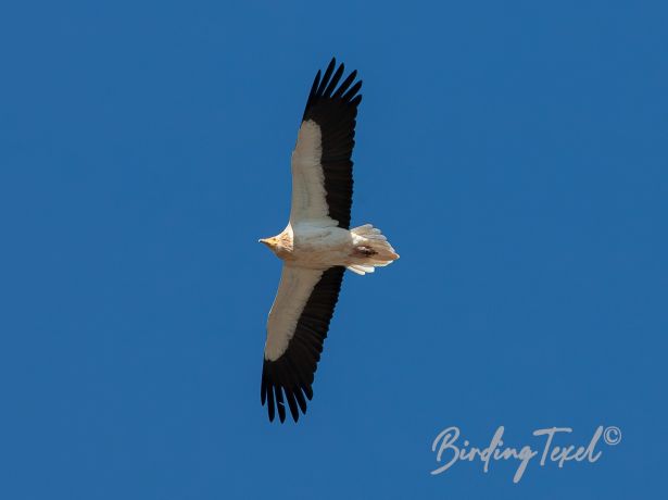 egyptianvulture