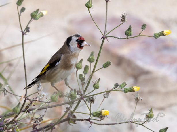 europeangoldfinch