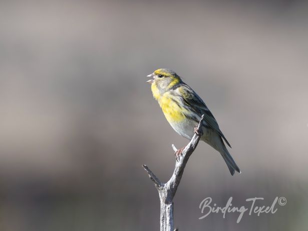 europeanserin