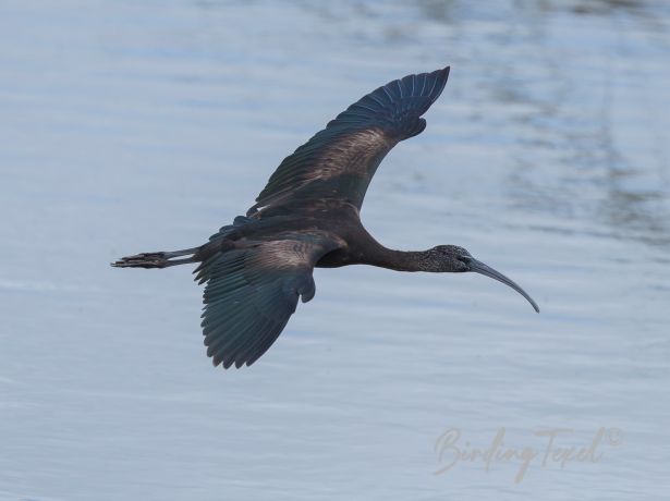 glossyibis