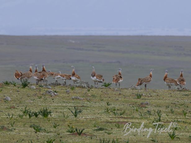 greatbustard0032022