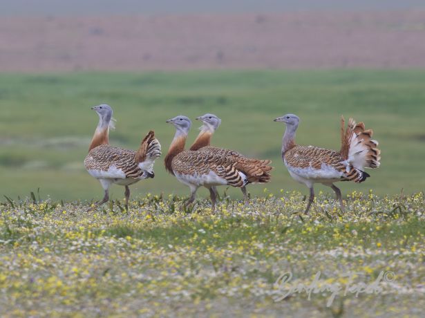 greatbustard