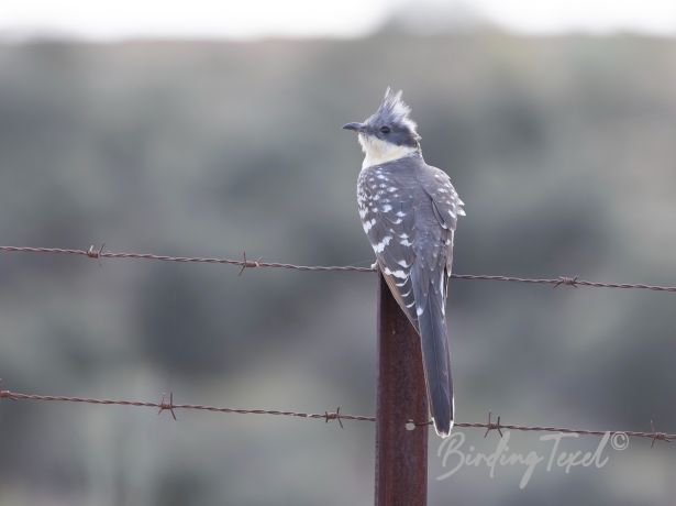 greatspottedcuckoo