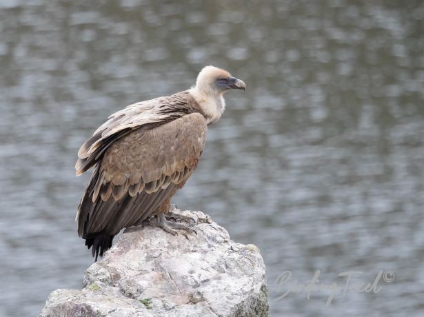 griffonvulture 17032022