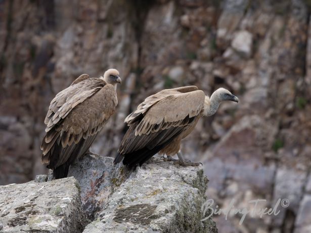 griffonvulture