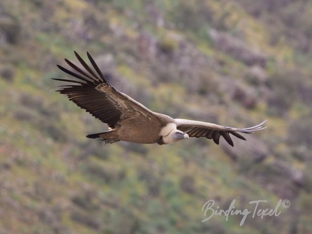 griffonvulture