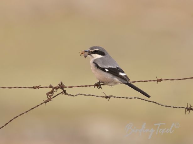 iberiangreyshrike