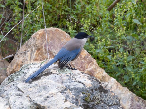 iberianmagpie 16032022