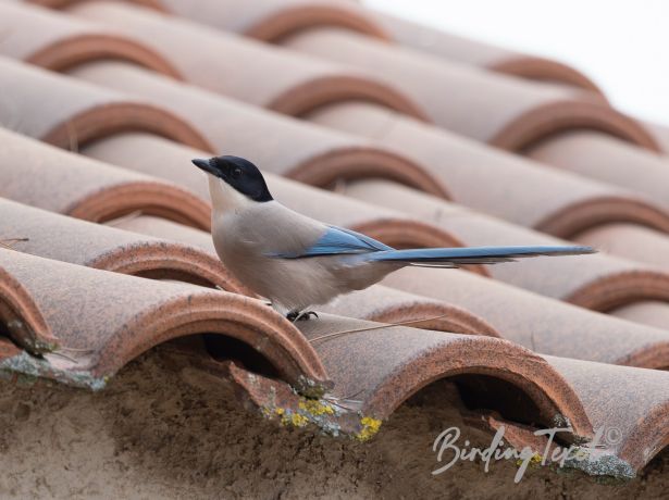 iberianmagpie