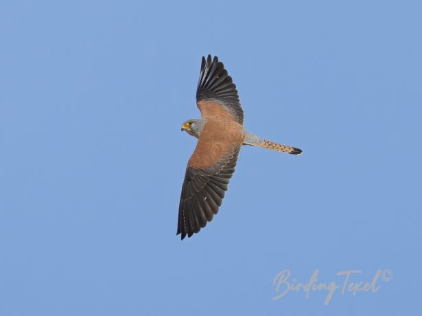 lesserkestrel 19032022