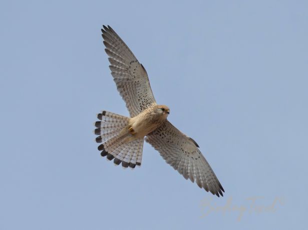 lesserkestrel 19032022