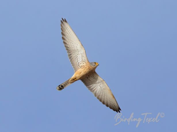 lesserkestrel