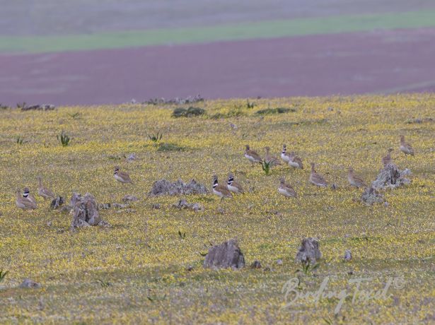 littlebustard1032022