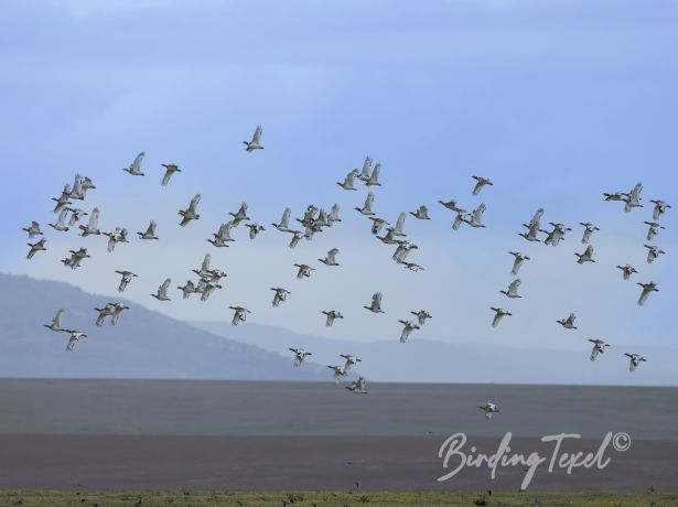 littlebustard 21032022