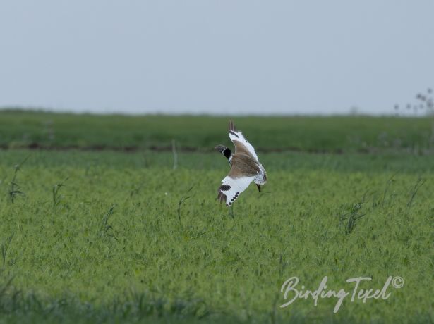 littlebustard