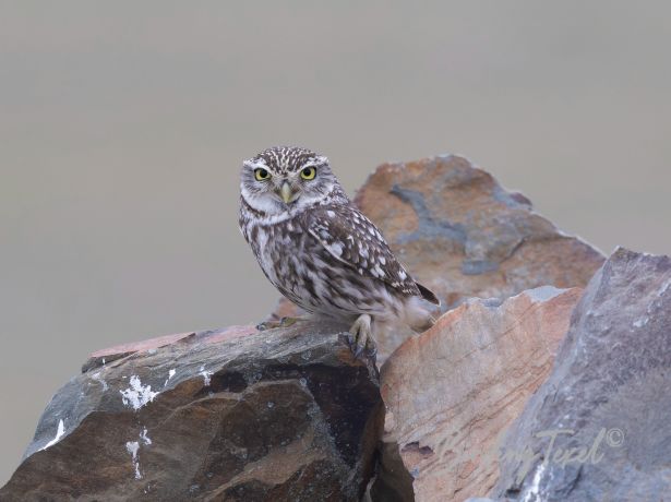 littleowl