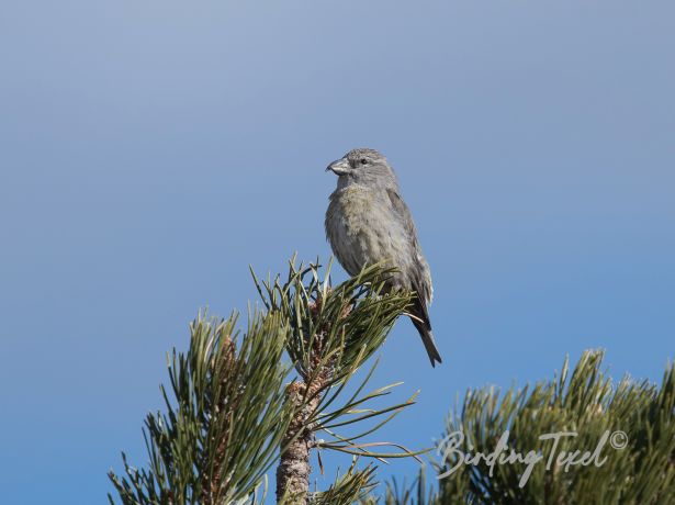 redcrossbill