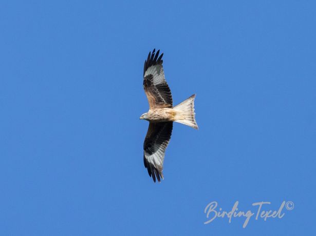 redkite