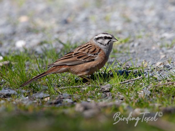 rockbunting